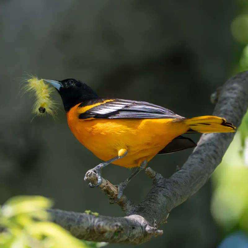 Leave Some Insects Around For Natural Feeding