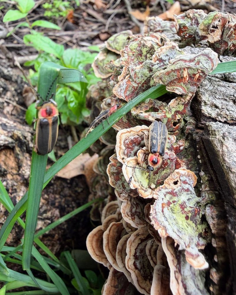 Leave Some Logs And Plant Debris Around Garden Beds Leave Some Logs And Plant Debris Around Garden Beds
