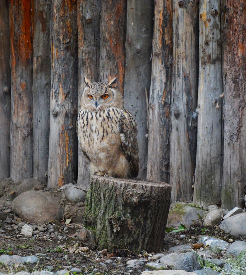 Leave Some Natural Areas For Better Wildlife Habitat Leave Some Natural Areas For Better Wildlife Habitat