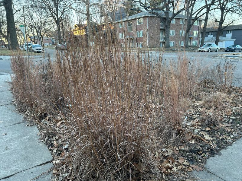 Leave Some Perennials Standing For Winter Leave Some Perennials Standing For Winter