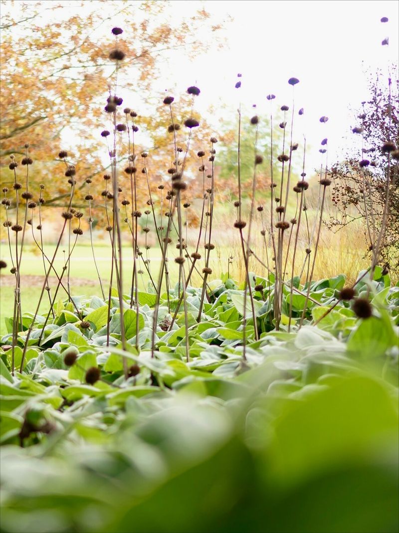Leave Some Stems Standing Too Leave Some Stems Standing Too