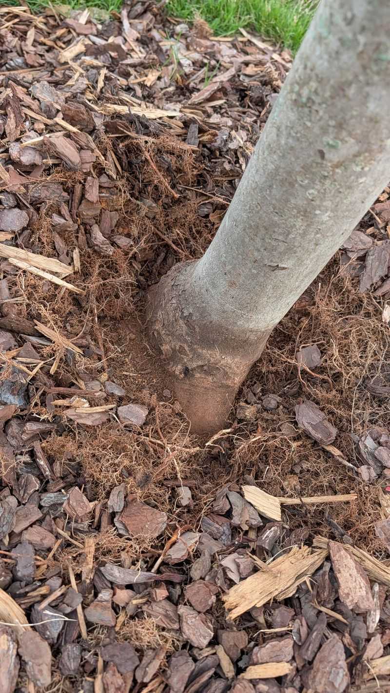 Leave Space Around Tree Trunks And Shrub Stems Leave Space Around Tree Trunks And Shrub Stems