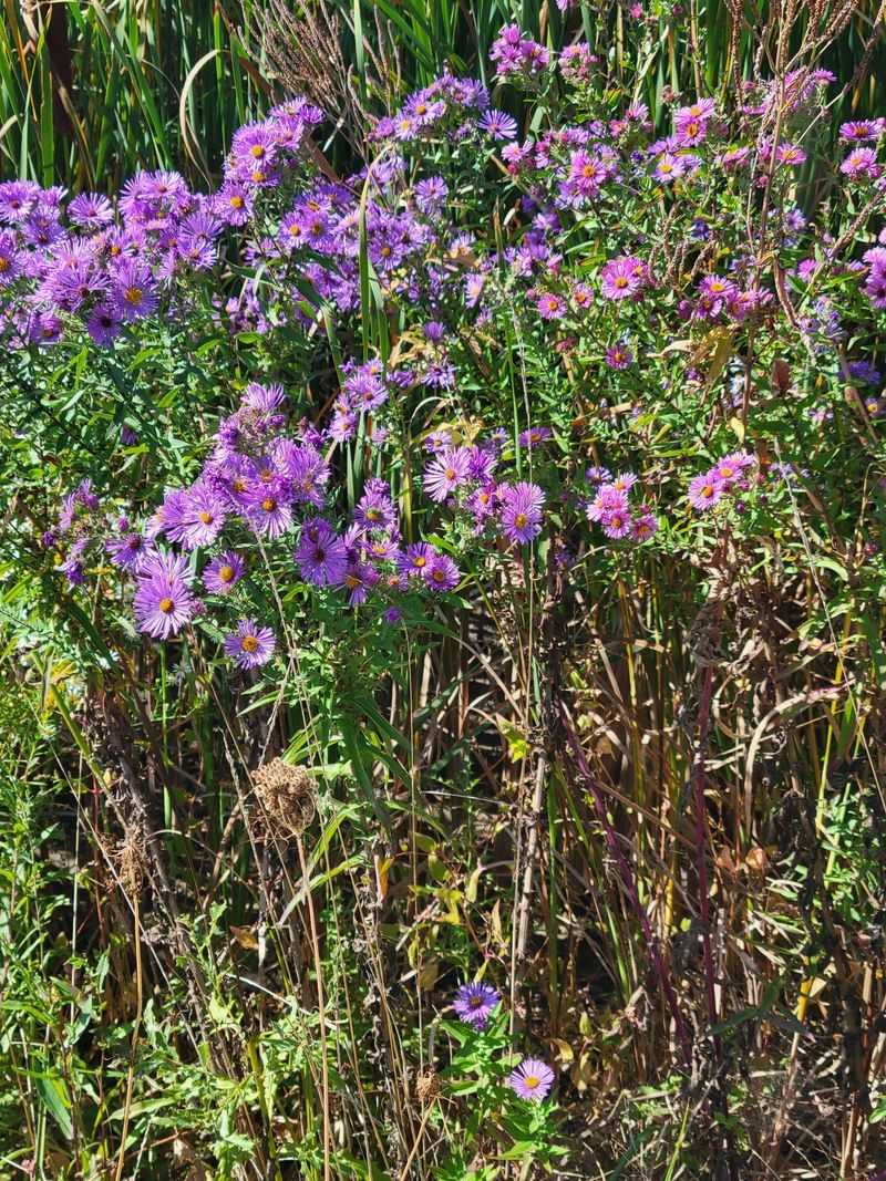Leave Stems And Seed Heads Standing Leave Stems And Seed Heads Standing