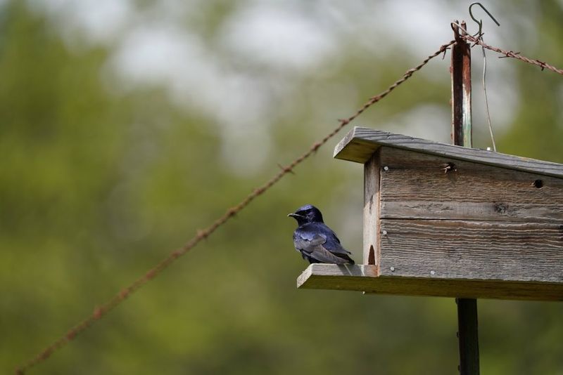 Leave The Box Ready For Early Spring Nesters