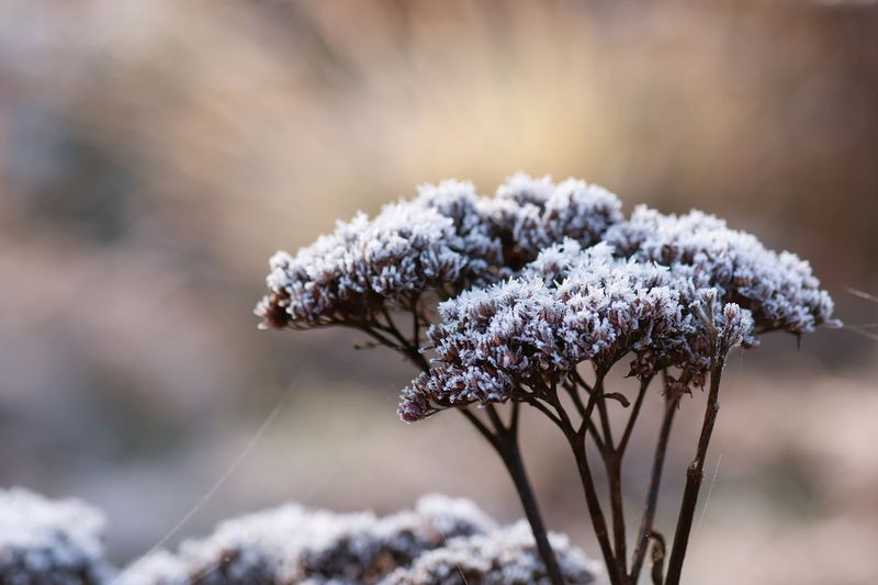Leave The Flower Heads For Winter Interest
