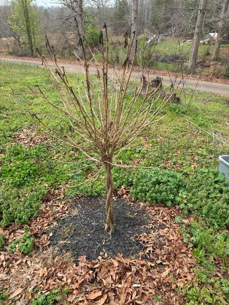 Leave The Old Stems Standing Through Winter Leave The Old Stems Standing Through Winter