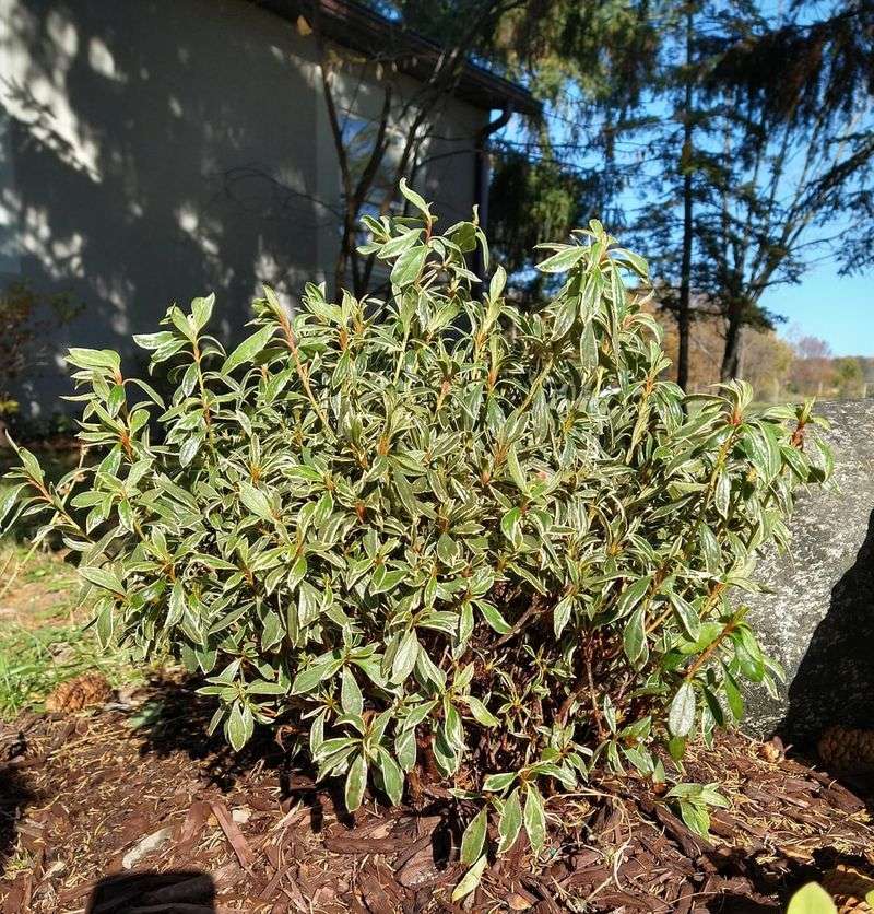 Leave The Pruners Alone This Fall