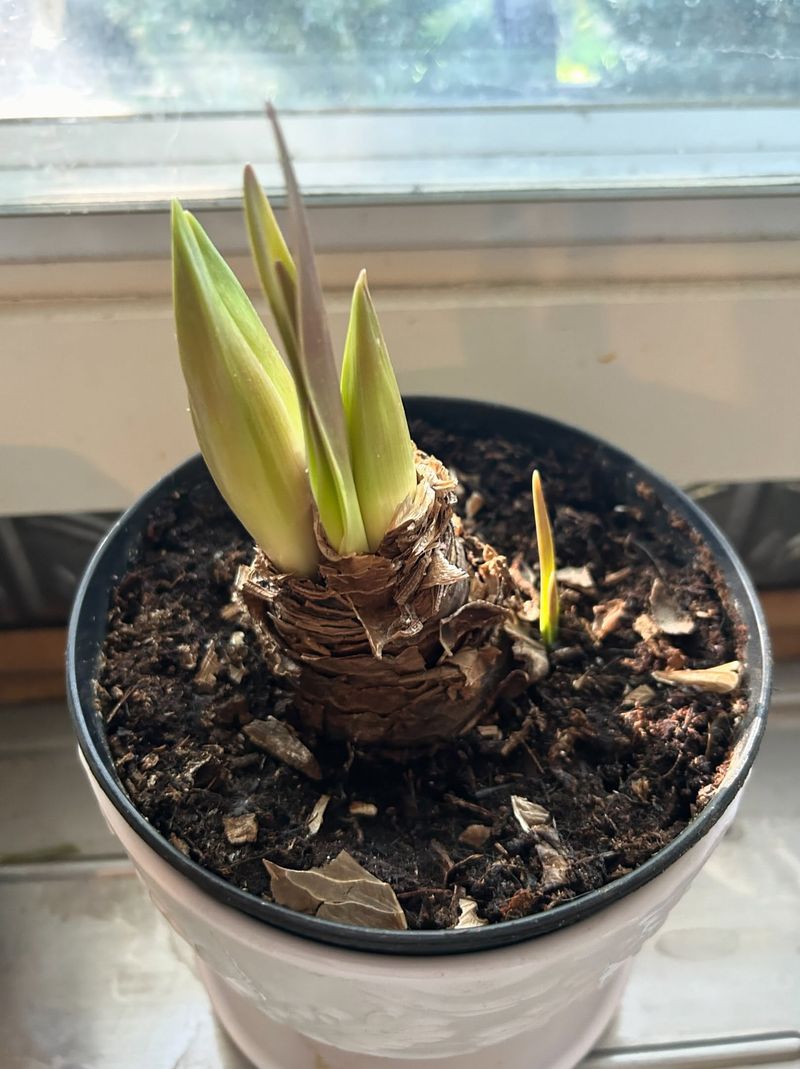 Leave The Shoulders Peeking Above Soil