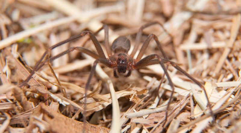 Leave The Spider Alone And Step Back