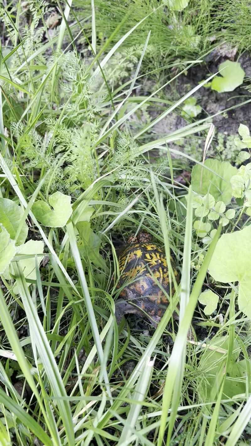 Leave The Turtle Where You Find It Leave The Turtle Where You Find It