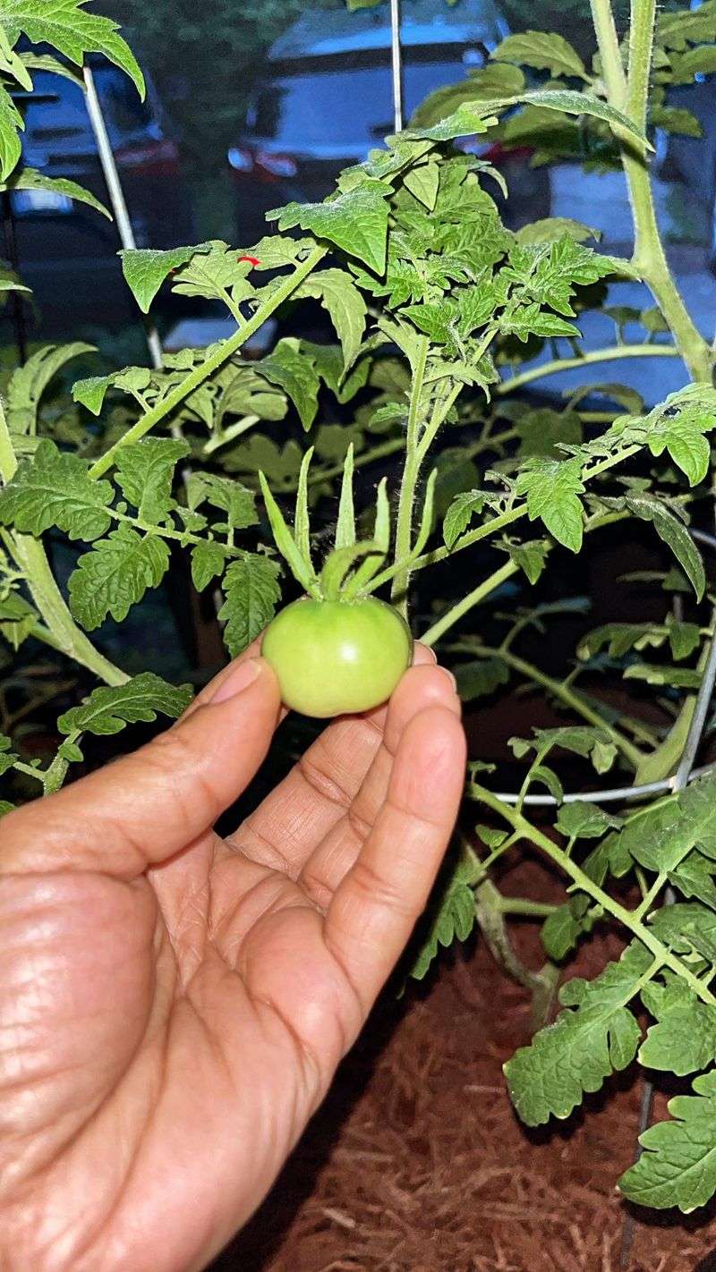 Leave Tiny Fruits On The Vine Leave Tiny Fruits On The Vine