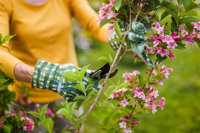 Leave Weigela Alone Until After Its Flowers Fade