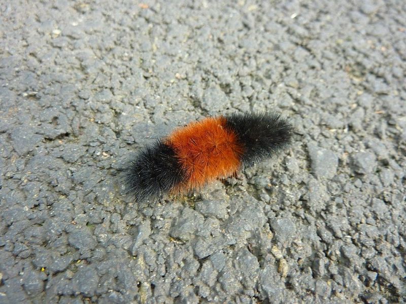 Leave Woolly Bears Alone When Possible Leave Woolly Bears Alone When Possible