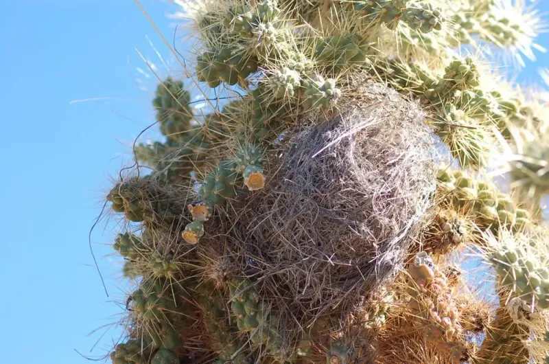 Leave a potentially active nest undisturbed Leave a potentially active nest undisturbed