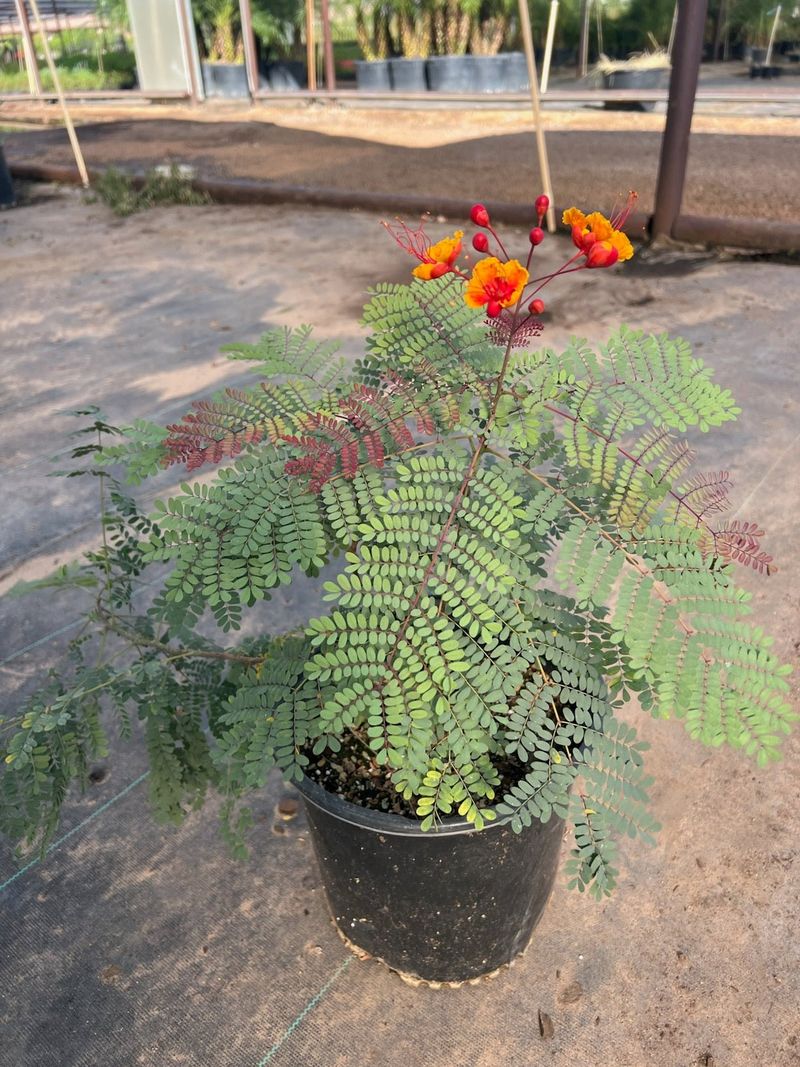 Leave room for the shrub beside the driveway