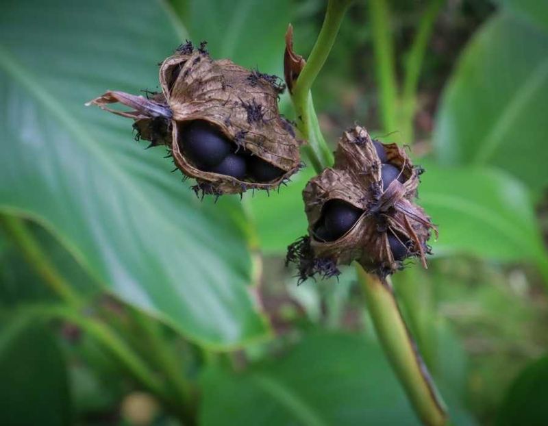 Leave selected pods when you want seed