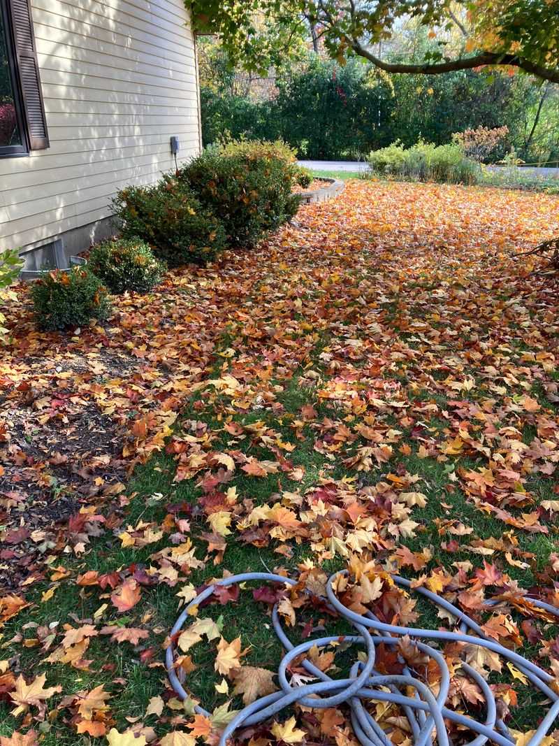 Leaves Are Usually A Maintenance Problem Leaves Are Usually A Maintenance Problem