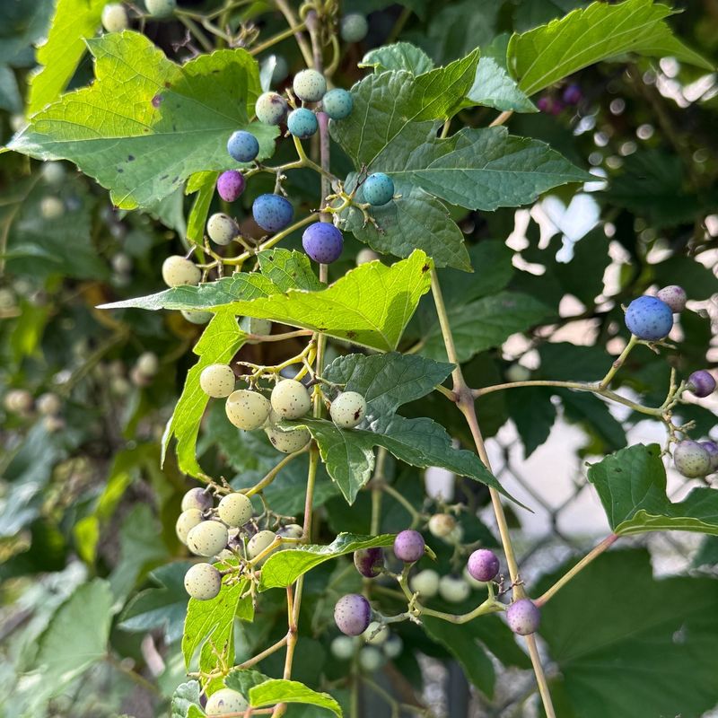 Leaves Can Look Similar To Native Grape Vines Leaves Can Look Similar To Native Grape Vines