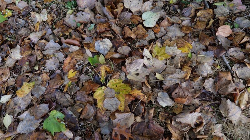 Leaves Can Suppress Some Weeds