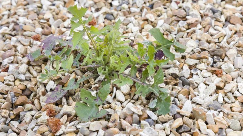 Leaves Create New Places For Weeds To Grow
