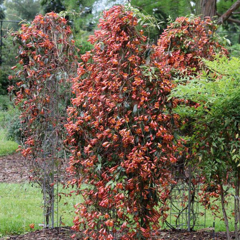 Leaves Hang On Through Much Of Winter