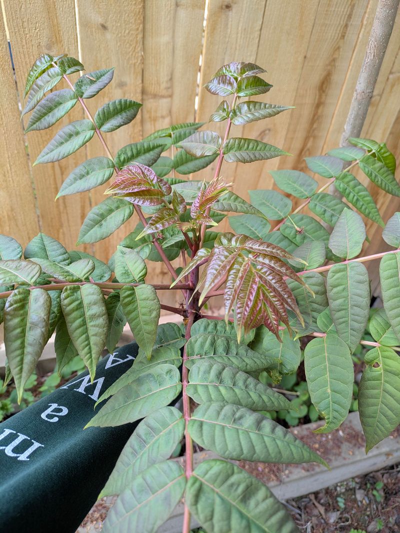 Leaves Have A Distinctive Smell When Crushed Leaves Have A Distinctive Smell When Crushed