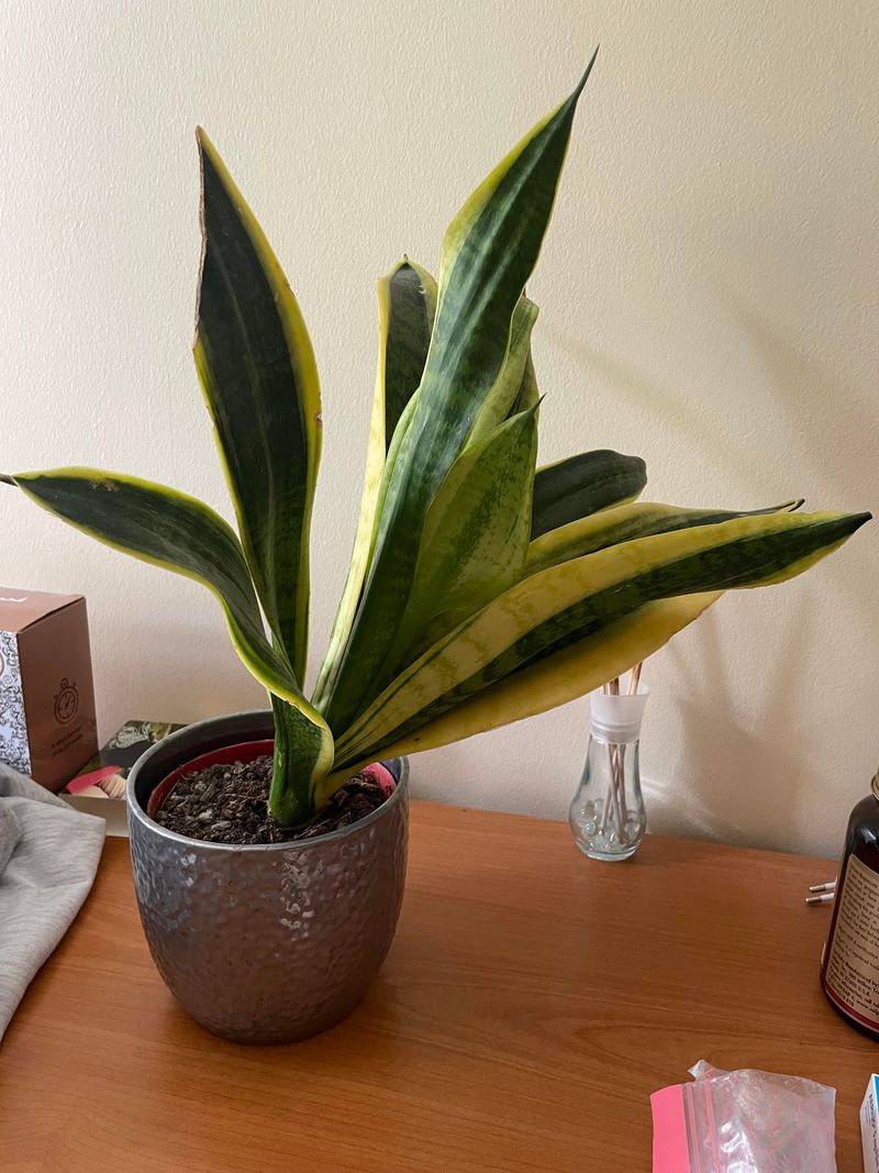 Leaves Have Grown Too Tall To Support Themselves