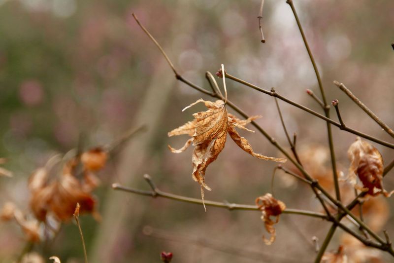 Leaves Letting Go Before The Calendar Says So Leaves Letting Go Before The Calendar Says So