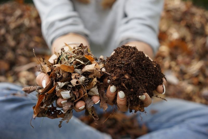 Leaves Return Nutrients To The Soil