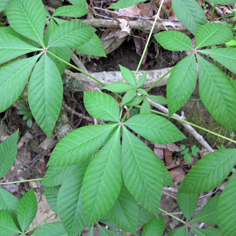 Leaves Shaped Like An Open Hand Leaves Shaped Like An Open Hand