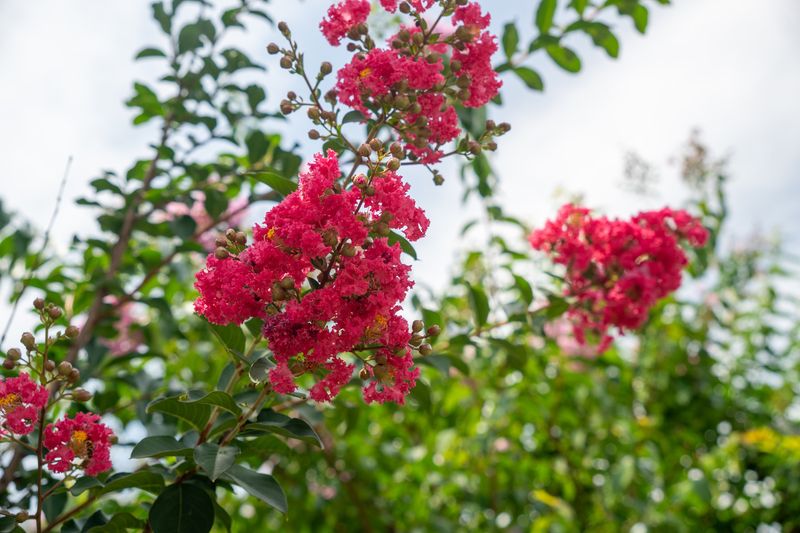 Leaving A Healthy Crape Myrtle In Place Avoids These Risks Leaving A Healthy Crape Myrtle In Place Avoids These Risks