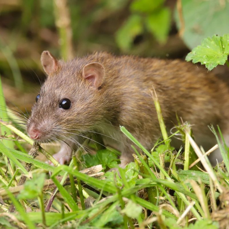 Leaving Birdseed On The Ground Gives Rodents An Easy Meal Leaving Birdseed On The Ground Gives Rodents An Easy Meal