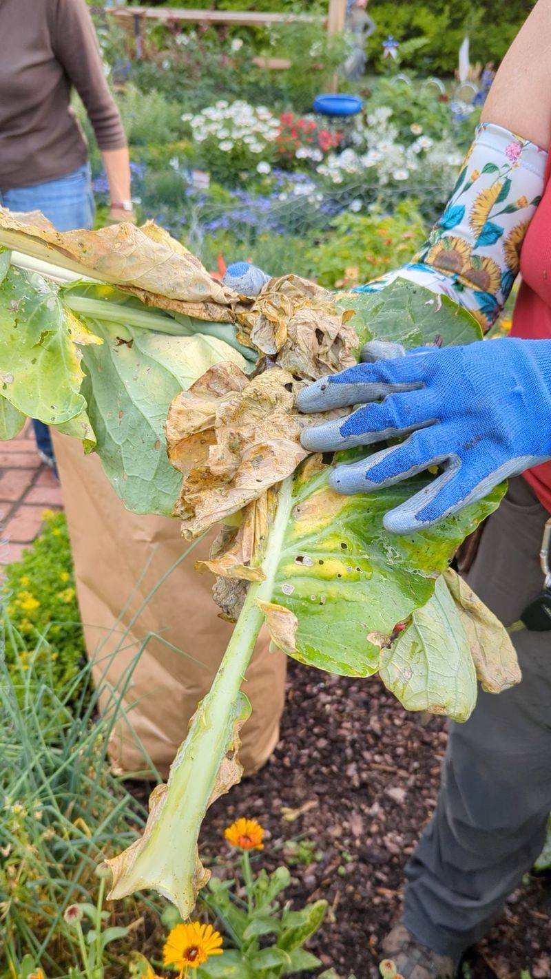 Leaving Diseased Plants In The Garden