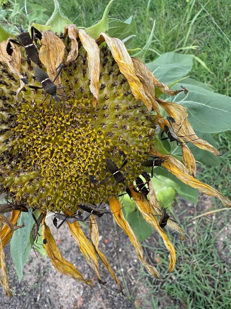 Leaving Fallen Fruit And Seed Heads Under Plants