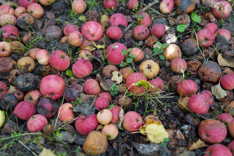 Leaving Fallen Fruit On The Ground Leaving Fallen Fruit On The Ground