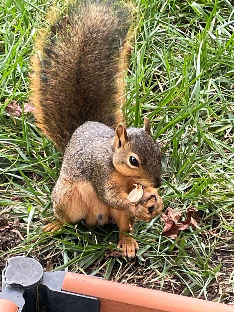 Leaving Fallen Nuts Creates An Easy Food Supply