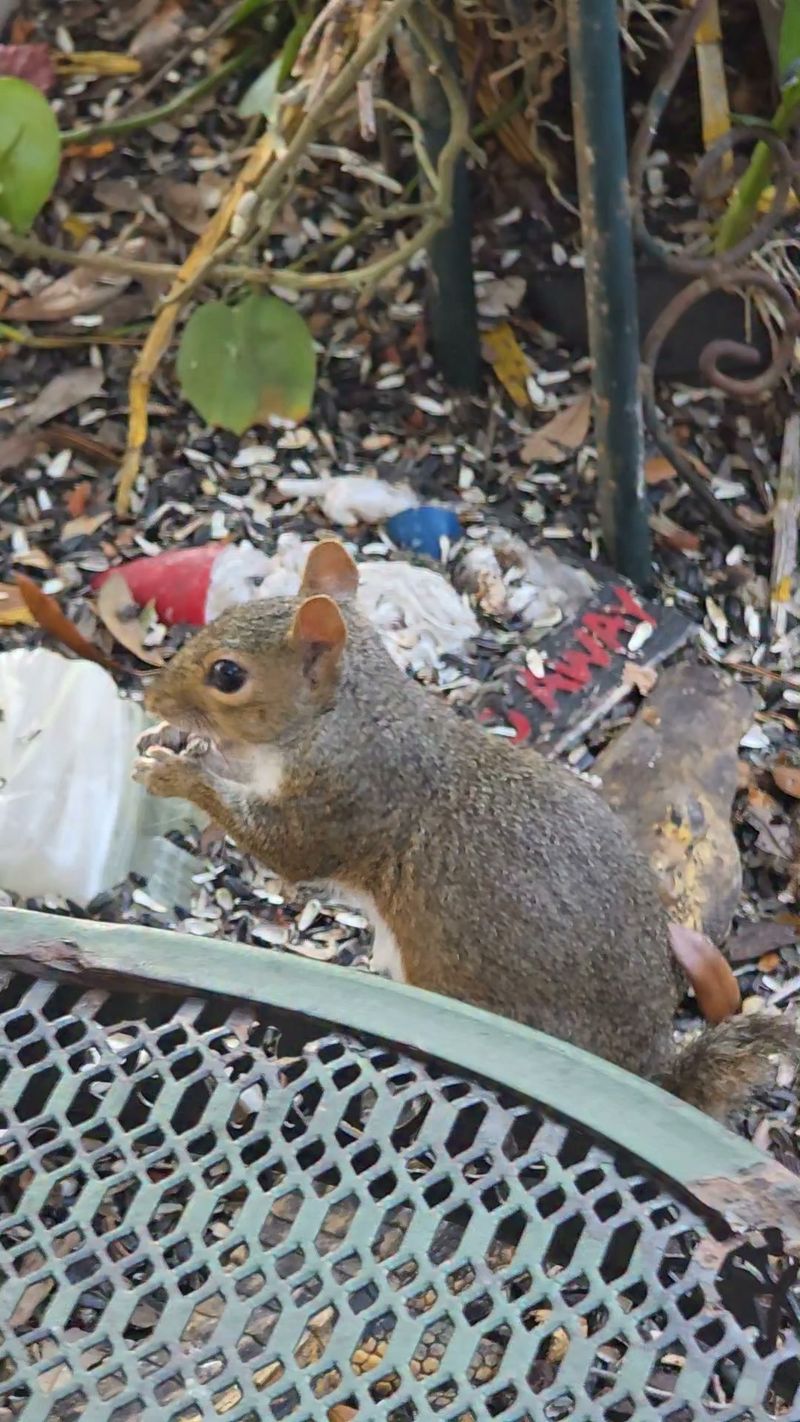 Leaving Garden Debris Provides Extra Hiding Places