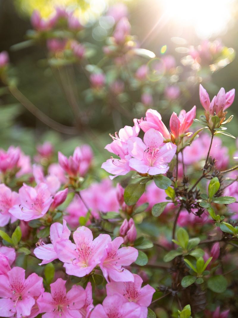 Leaving Healthy Growth Alone Now Protects The Spring Display Leaving Healthy Growth Alone Now Protects The Spring Display