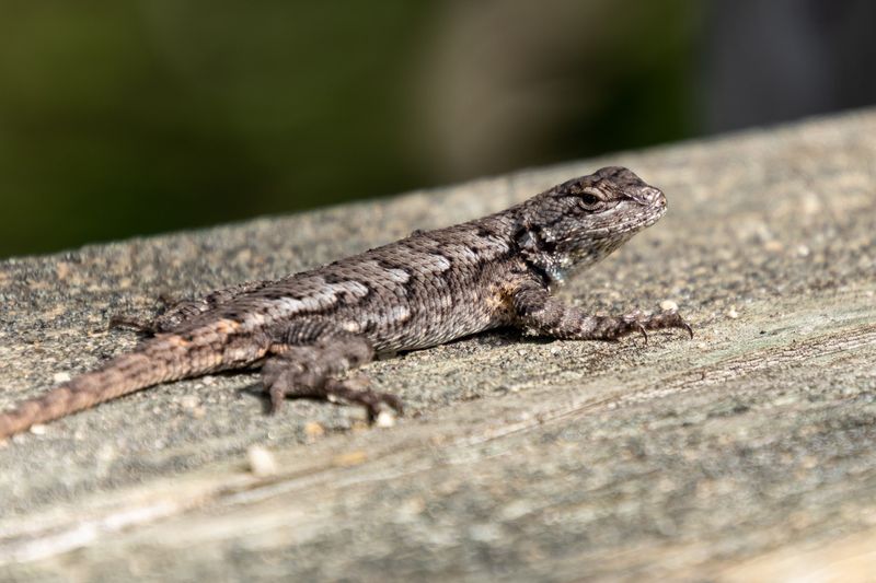 Leaving It Alone Lets This Backyard Visitor Do Its Part Leaving It Alone Lets This Backyard Visitor Do Its Part
