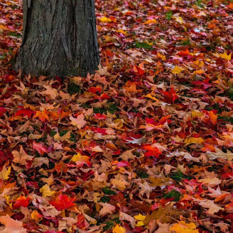 Leaving Leaf Litter Along Wooded Borders