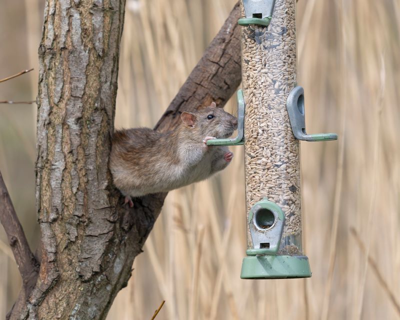 Leaving Other Food Outside Keeps Rats Around After Harvest Leaving Other Food Outside Keeps Rats Around After Harvest