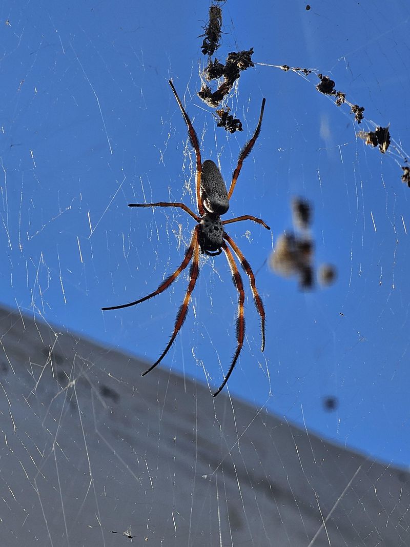 Leaving Out Of The Way Spiders Alone Can Benefit Your Yard Leaving Out Of The Way Spiders Alone Can Benefit Your Yard