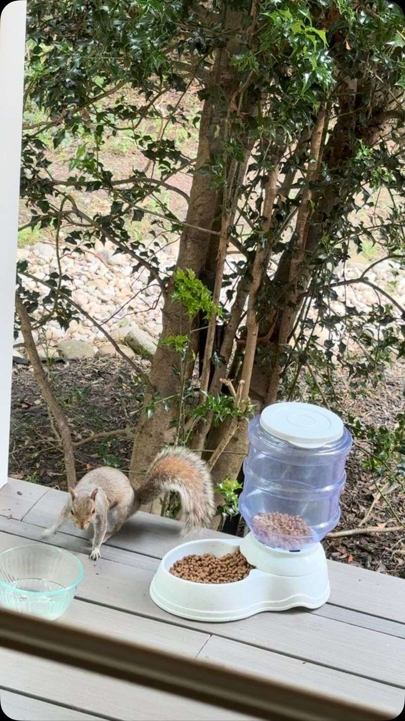 Leaving Outdoor Pet Food Attracts Curious Wildlife