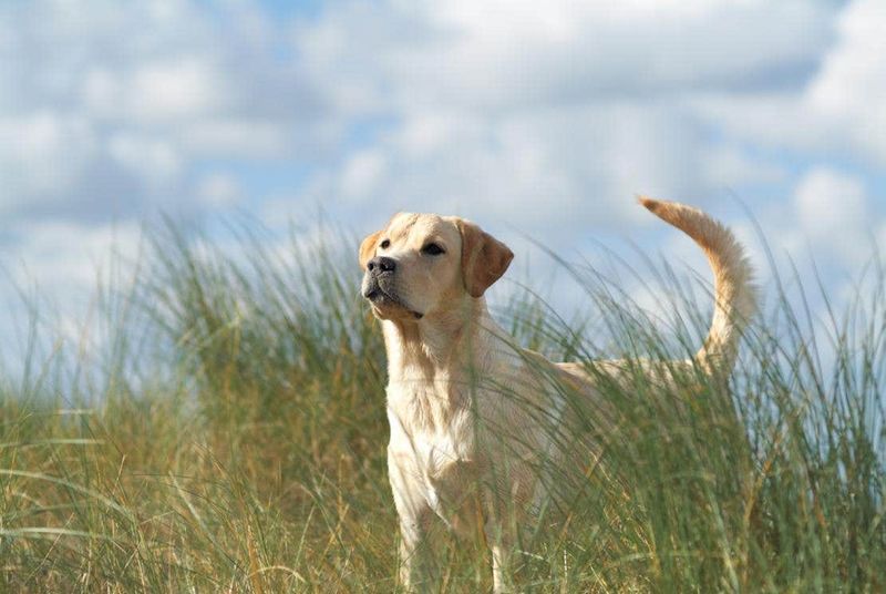 Leaving Pets To Roam Through Overgrown Edges
