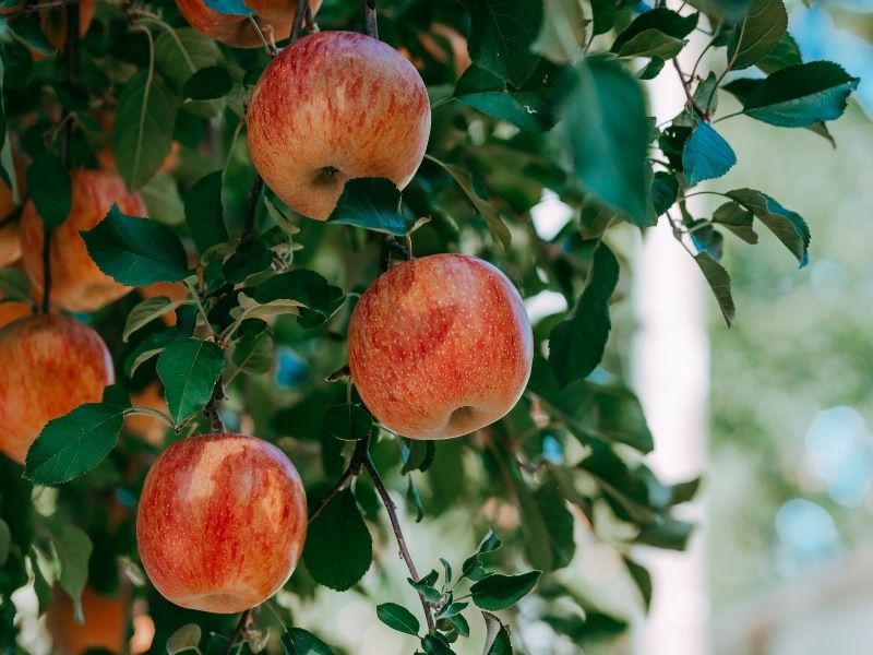 Leaving Ripe Fruit Hanging Keeps The Nightly Buffet Open Leaving Ripe Fruit Hanging Keeps The Nightly Buffet Open