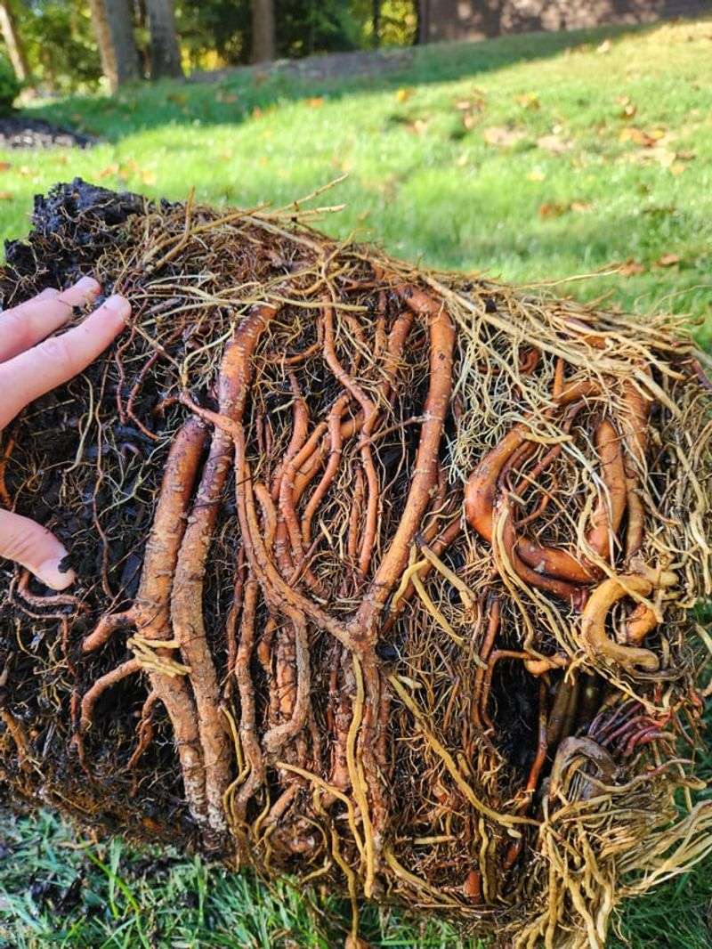 Leaving Roots Crowded In The Container Leaving Roots Crowded In The Container