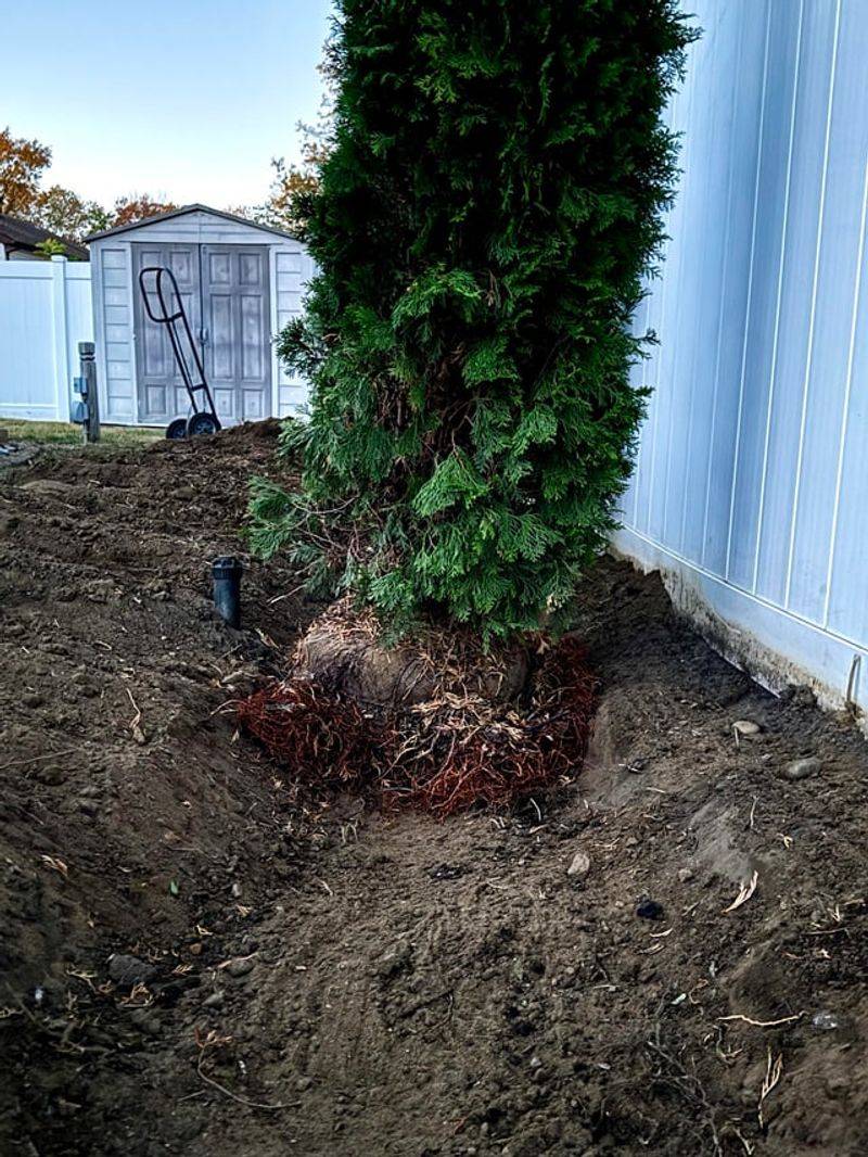 Leaving Roots Exposed To Temperature Swings Leaving Roots Exposed To Temperature Swings