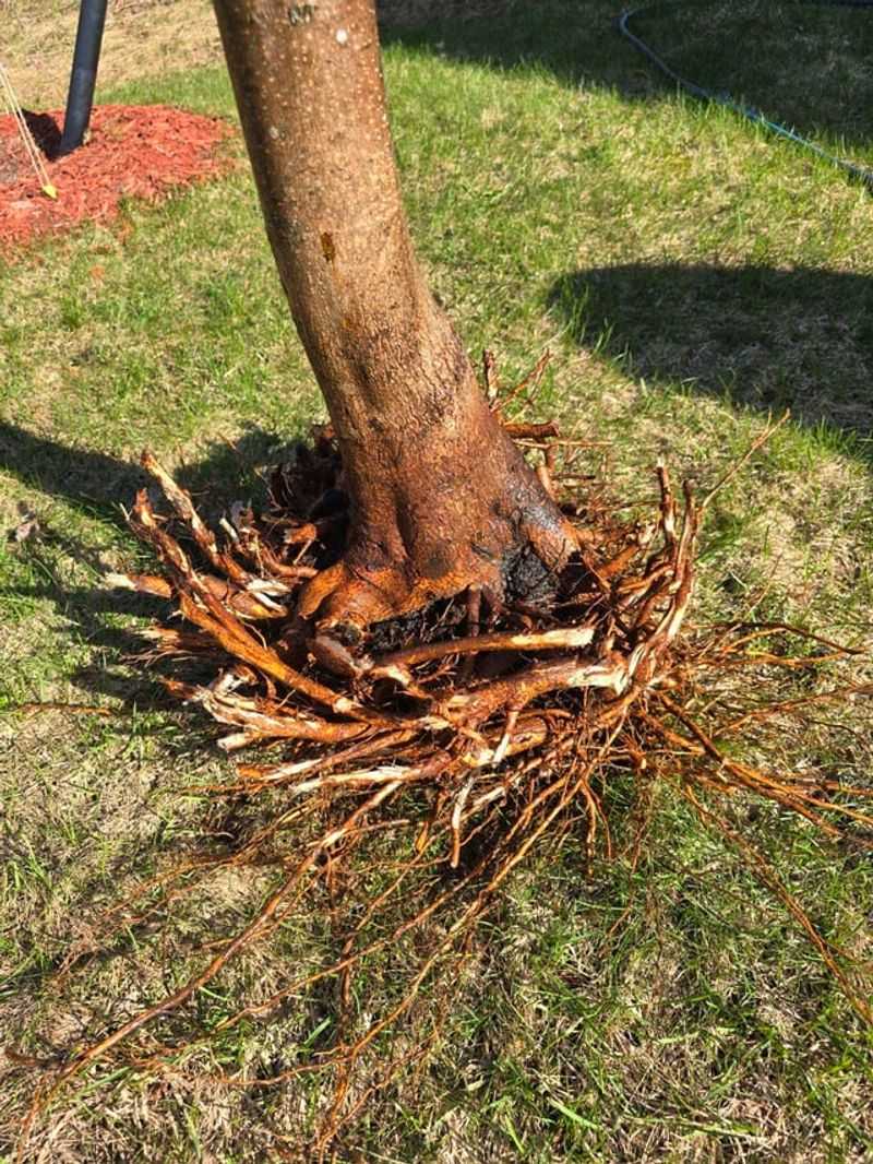 Leaving Roots Exposed Too Long