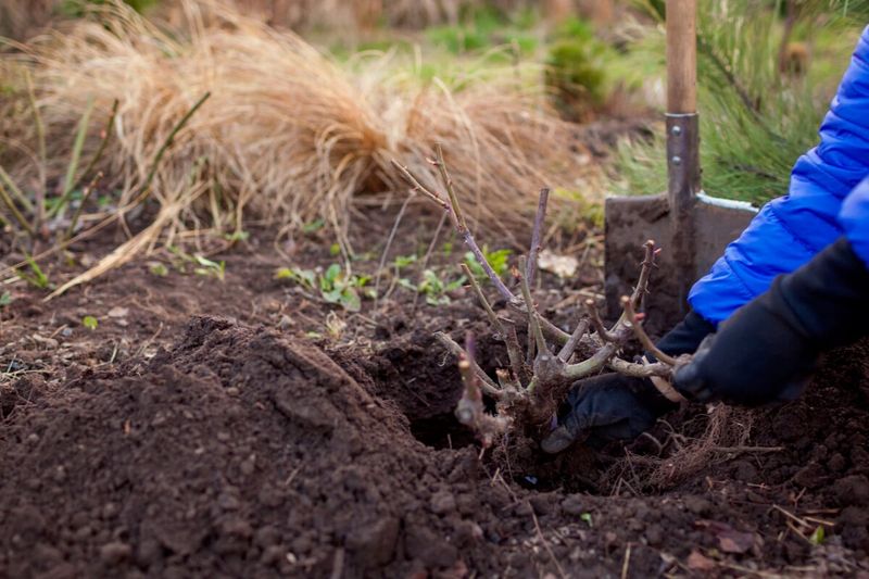 Leaving Soil Bare Over Winter