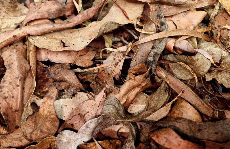 Leaving Some Litter Beats A Bare Bed Leaving Some Litter Beats A Bare Bed